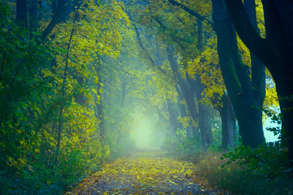 Camino entre árboles con niebla al fondo, en tonos verdes y dorados