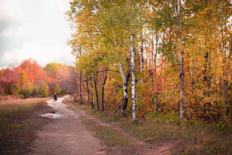 Camino de tierra entre árboles de otoño, con una persona caminando a lo lejos