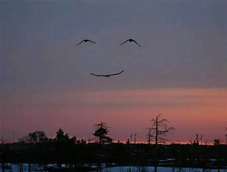 felicidad. .