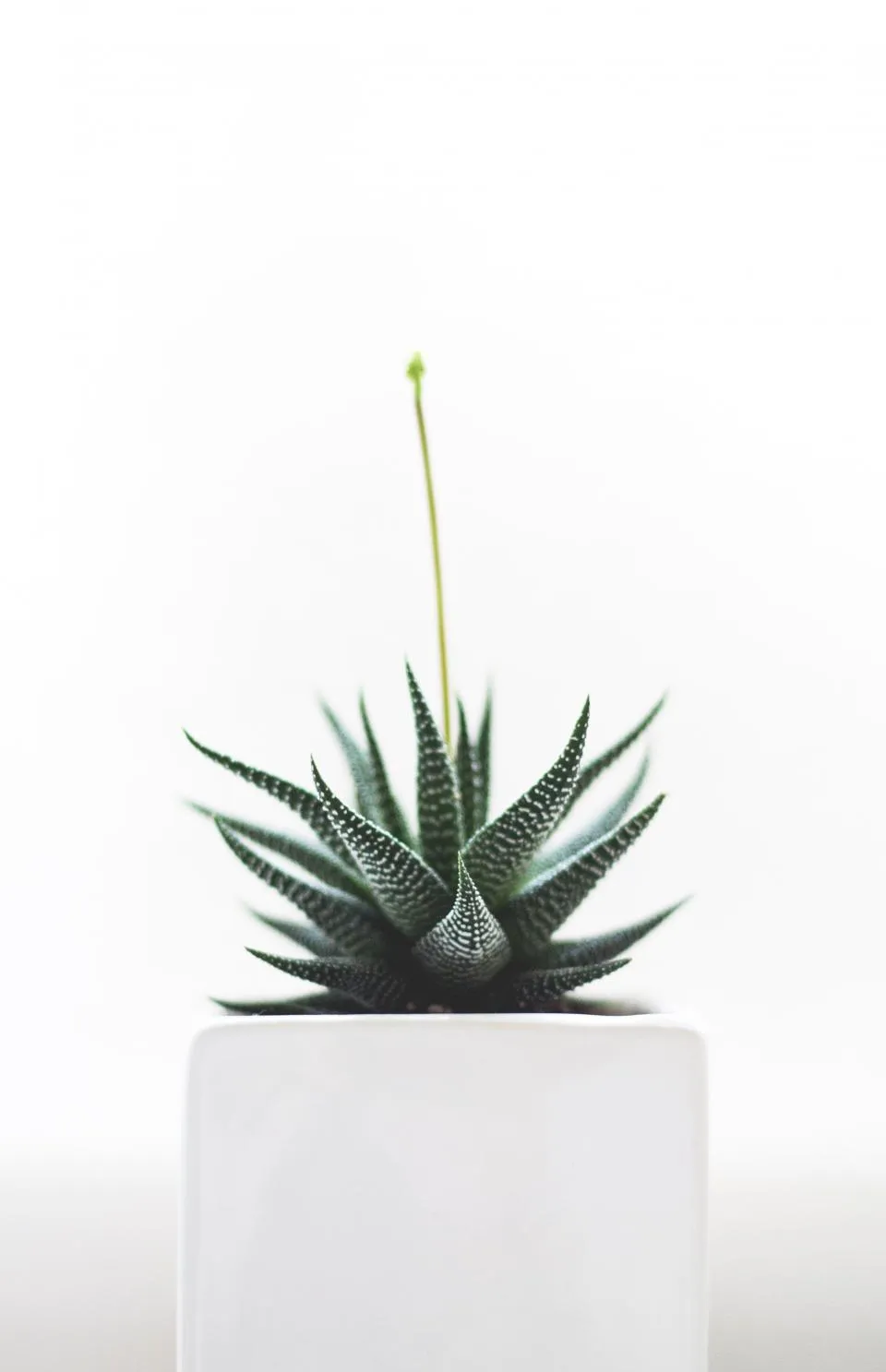 Pequeña planta suculenta en una maceta blanca sobre fondo claro